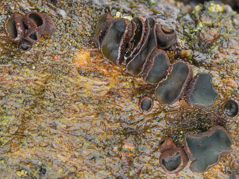 Ionomidotis fulvotingens Ionomidotis fulvotingens